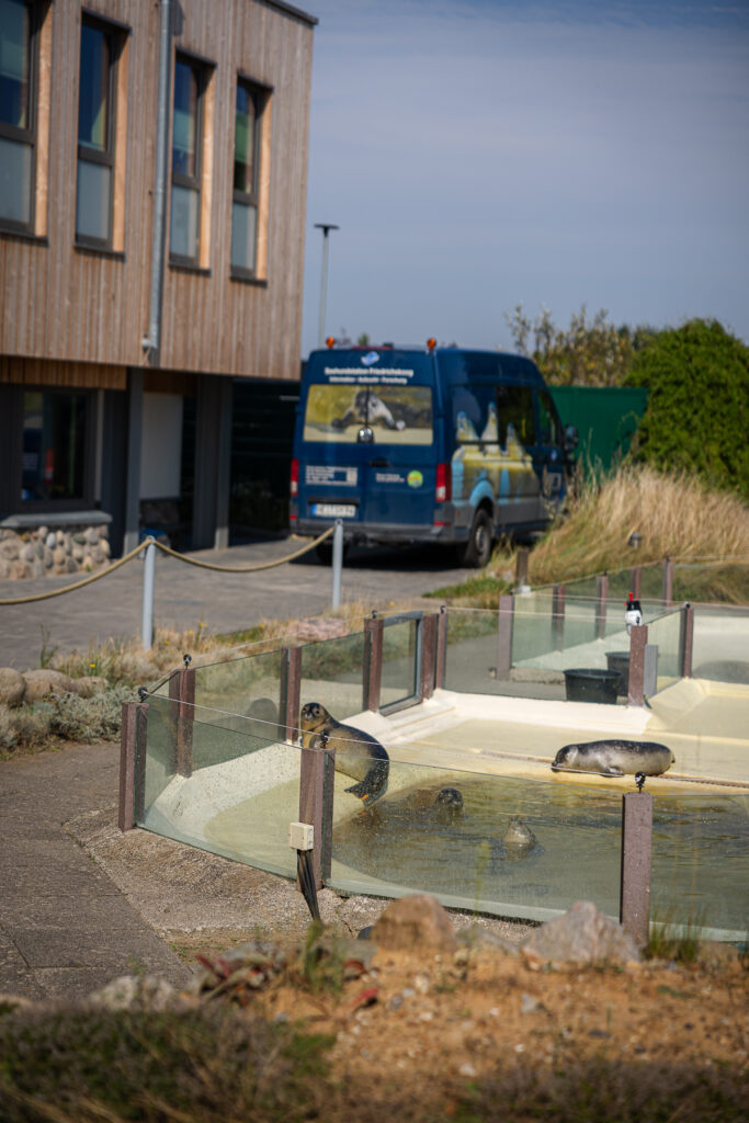 Friedrichskoog Sep 2024 Bildrechte Robert Hutzfeldt Pressebilder